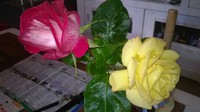 2 roses pour maman