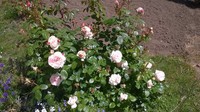 un beau rosier blanc intérieur rose 21/5/2015