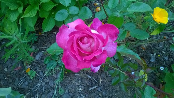rose foncé brodure blanche 26/5/2015