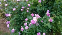 rosier rose et blanc juin 2016