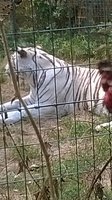 tigre blanc 23/7/2015 zoo de mervent