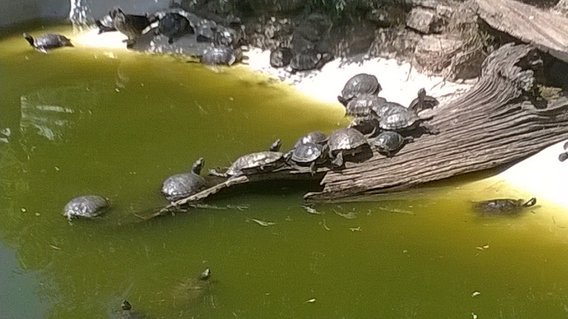 petites tortues