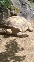 grosse tortue - lol -