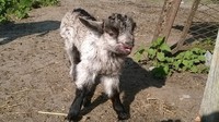 petite chèvre femelle né le 14 mars 2016