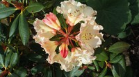 rhododendron en fleurs 19/5/2016