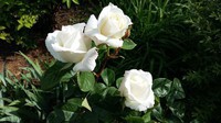 belles roses blanches 21/05/2016