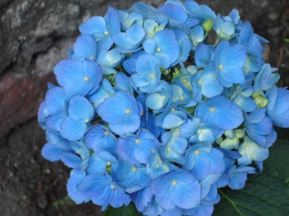 Hortensia bleu