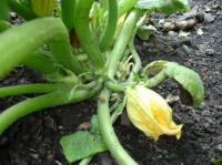 Oh, une courgette!!!