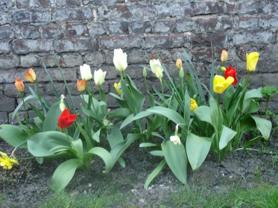 Tulipes, jonquilles et rosiers de chaque côté
