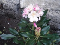Fleuraison du rhododendron