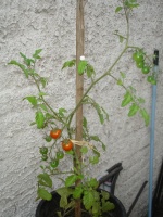 1ères tomates