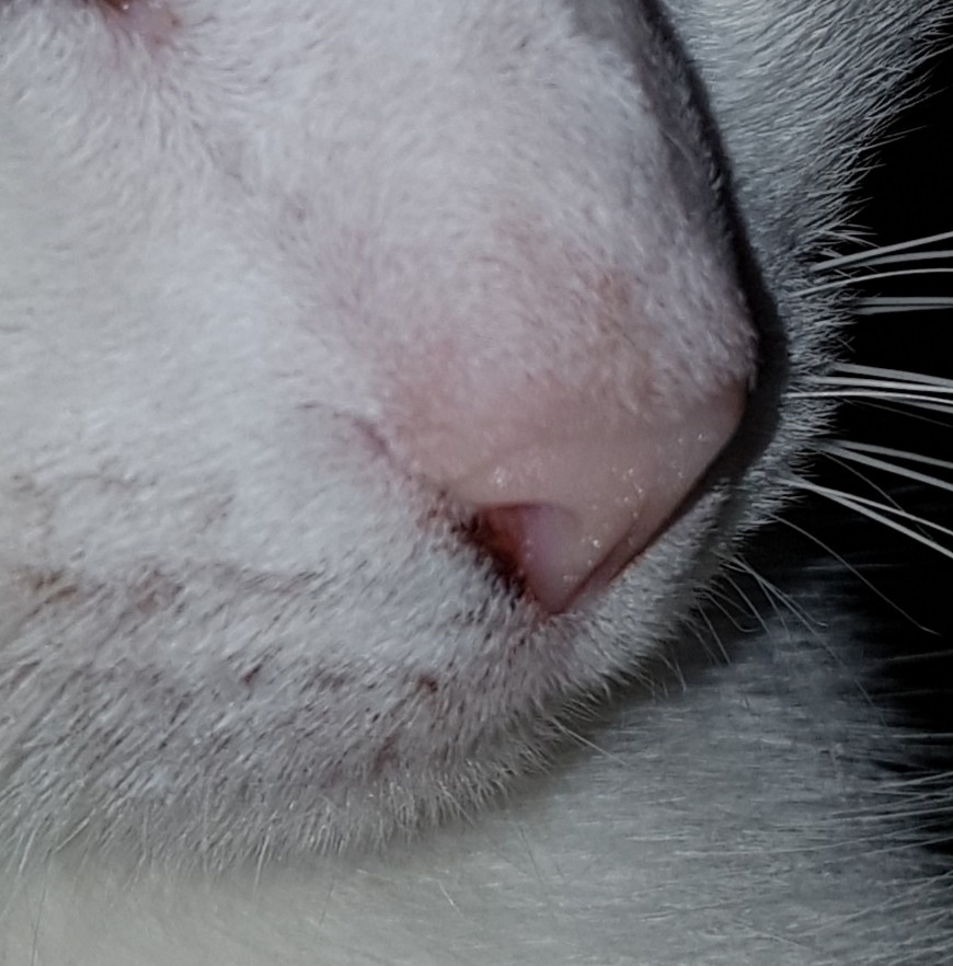Petite Tache Noire Au Coin Du Nez De Mon Chat La Sante De Votre Chat Chats Forum Animaux Doctissimo Petite Tache Noire Au Coin Du Nez De Mon Chat La Sante De Votre Chat Chats Forum Animaux Doctissimo
