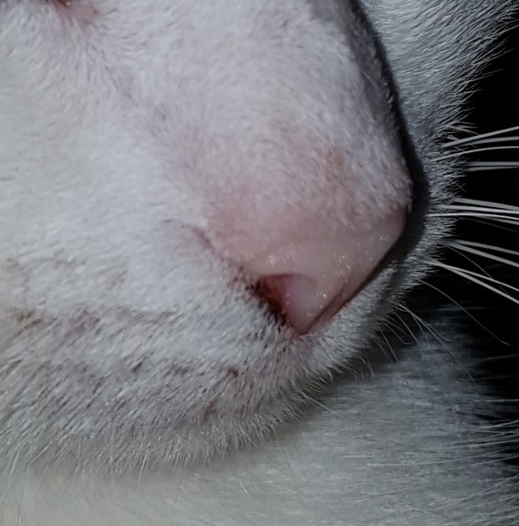 Petite Tache Noire Au Coin Du Nez De Mon Chat Petite Tache Noire Au Coin Du Nez De Mon Chat