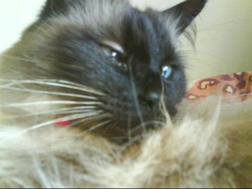 Mon Chat A Un Probleme A L Oeil Chats Forum Animaux Doctissimo Mon Chat A Un Probleme A L Oeil Chats Forum Animaux Doctissimo