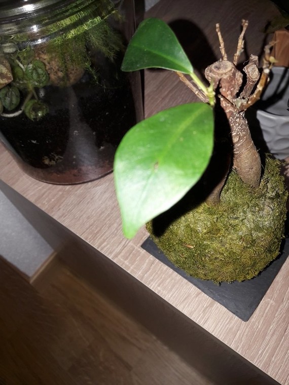 Ficus ginseng perd ses feuilles