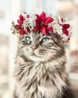 chat-couronnes-fleurs-instagram-2