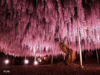 japon-fleurs-clycine-arbre-centenaire-1