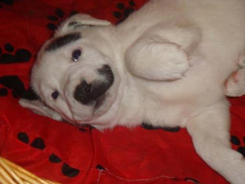 Photos De Jack Russel Croise Labrador Chiens Forum Animaux Doctissimo