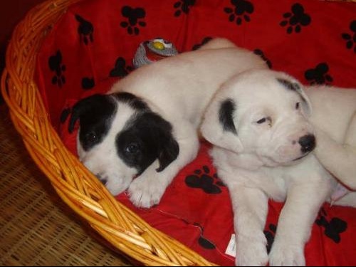 Photos De Jack Russel Croise Labrador Chiens Forum Animaux Doctissimo