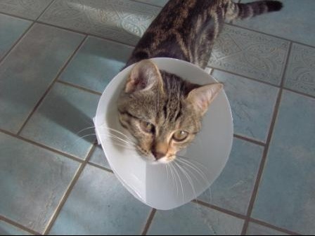 Sterilisation Et Collerette The End Medecine Veterinaire Forum Animaux Doctissimo Sterilisation Et Collerette The End Medecine Veterinaire Forum Animaux Doctissimo