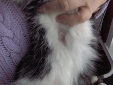 A Quoi Ressemble Une Tumeur Mammaire Medecine Veterinaire Forum Animaux Doctissimo A Quoi Ressemble Une Tumeur Mammaire Medecine Veterinaire Forum Animaux Doctissimo