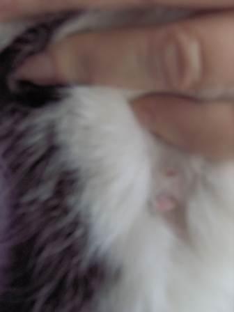 A Quoi Ressemble Une Tumeur Mammaire Medecine Veterinaire Forum Animaux Doctissimo A Quoi Ressemble Une Tumeur Mammaire Medecine Veterinaire Forum Animaux Doctissimo