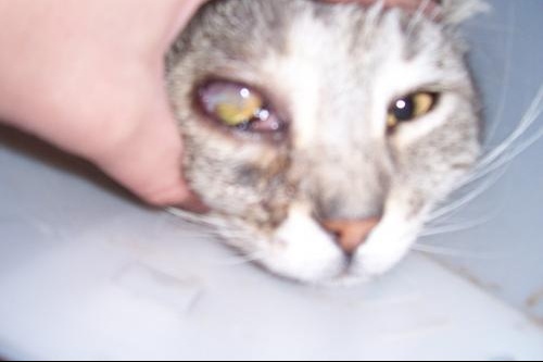 Greffe De La Cornee Ulcere Kikou Mon Chat Medecine Veterinaire Forum Animaux Doctissimo Greffe De La Cornee Ulcere Kikou Mon Chat Medecine Veterinaire Forum Animaux Doctissimo