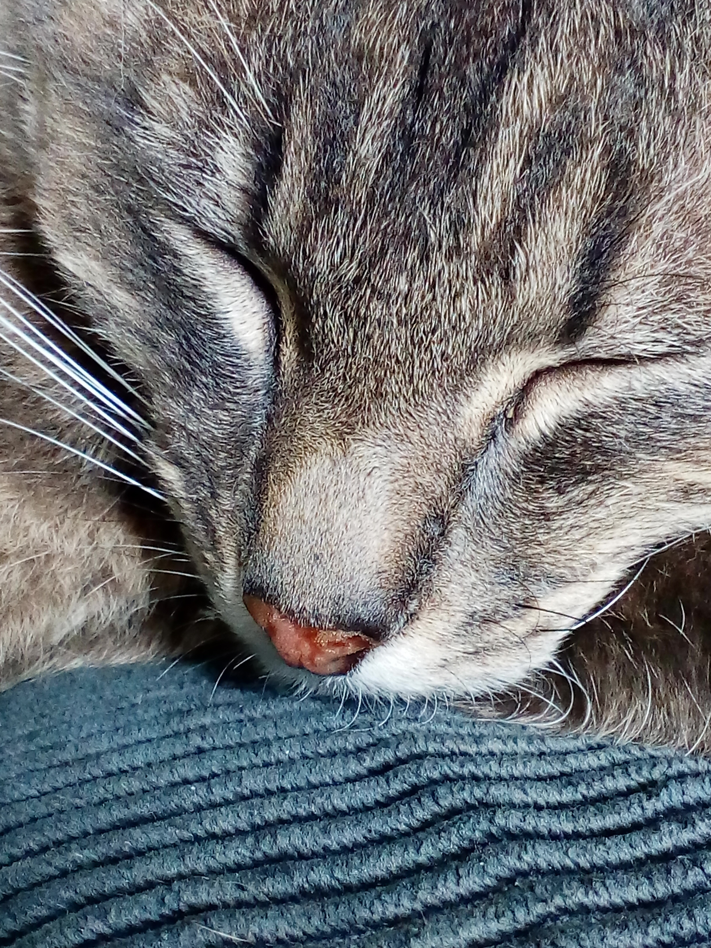 Chat Nez Abime Et Salivation Excessive Dois Je M Inquieter Medecine Veterinaire Forum Animaux Doctissimo Chat Nez Abime Et Salivation Excessive Dois Je M Inquieter Medecine Veterinaire Forum Animaux Doctissimo