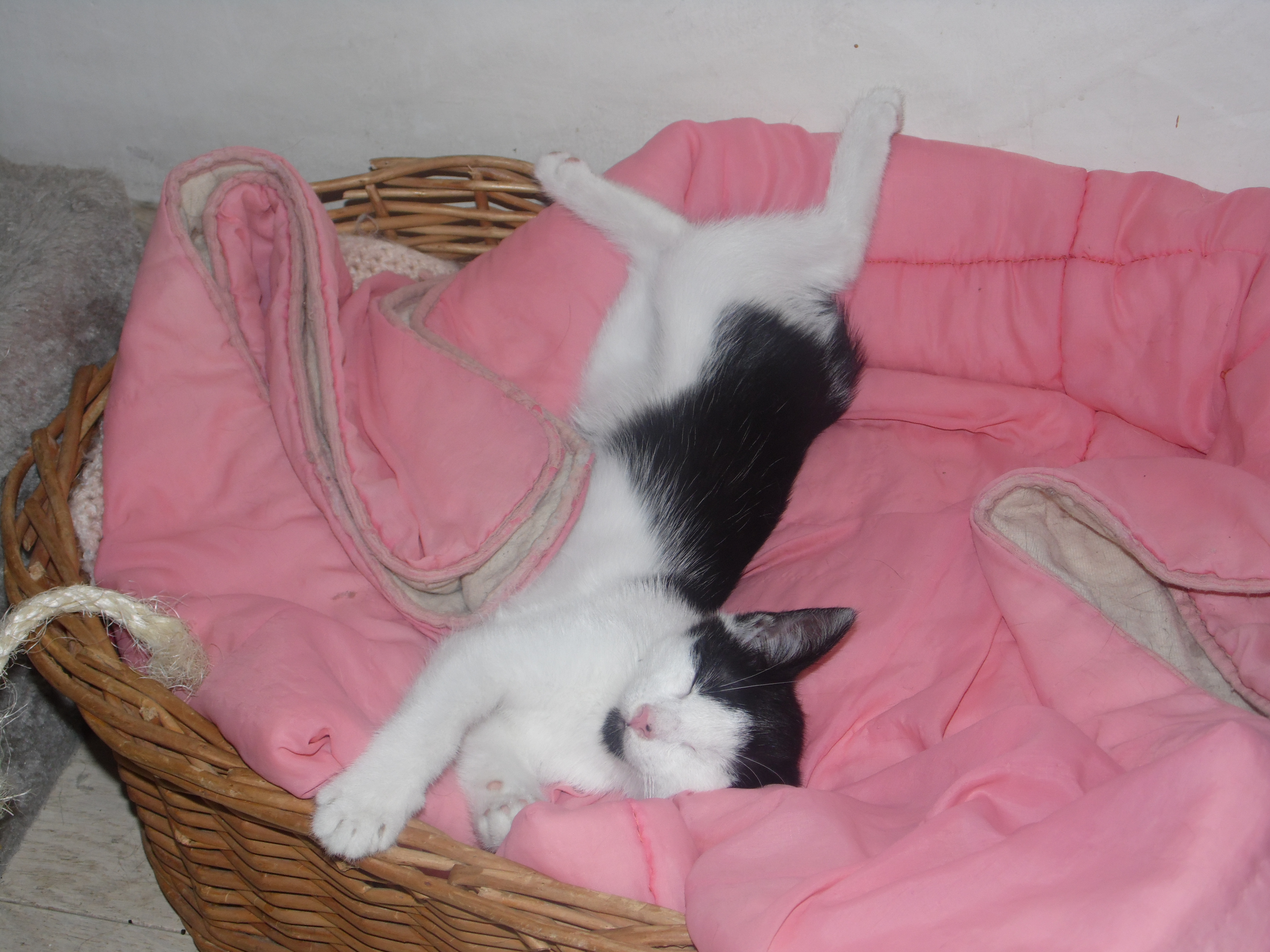 Chat Qui Remue La Queue Quand On Le Caresse Chats Forum Animaux Doctissimo Chat Qui Remue La Queue Quand On Le Caresse Chats Forum Animaux Doctissimo