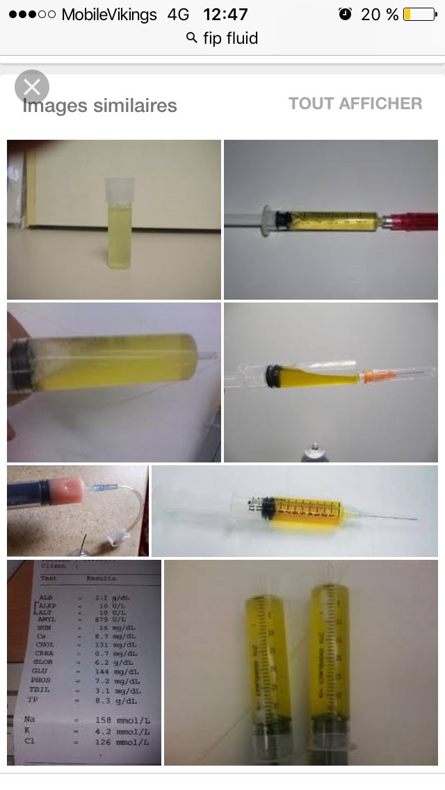 Il A La Pif Medecine Veterinaire Forum Animaux Doctissimo