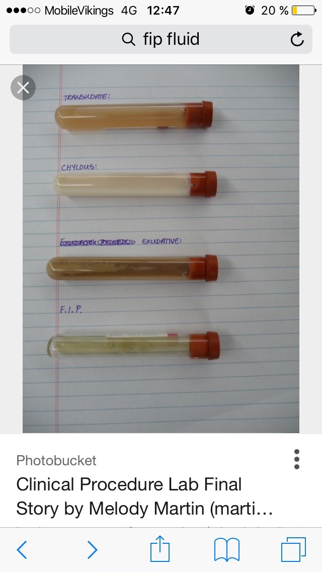 Il A La Pif Medecine Veterinaire Forum Animaux Doctissimo