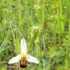 Ophrys caucasica