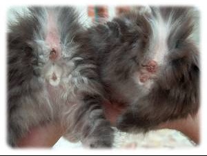 Sexe D Un Chat Prix Pour La Sterilisation Ou La Castration Chats Forum Animaux Doctissimo