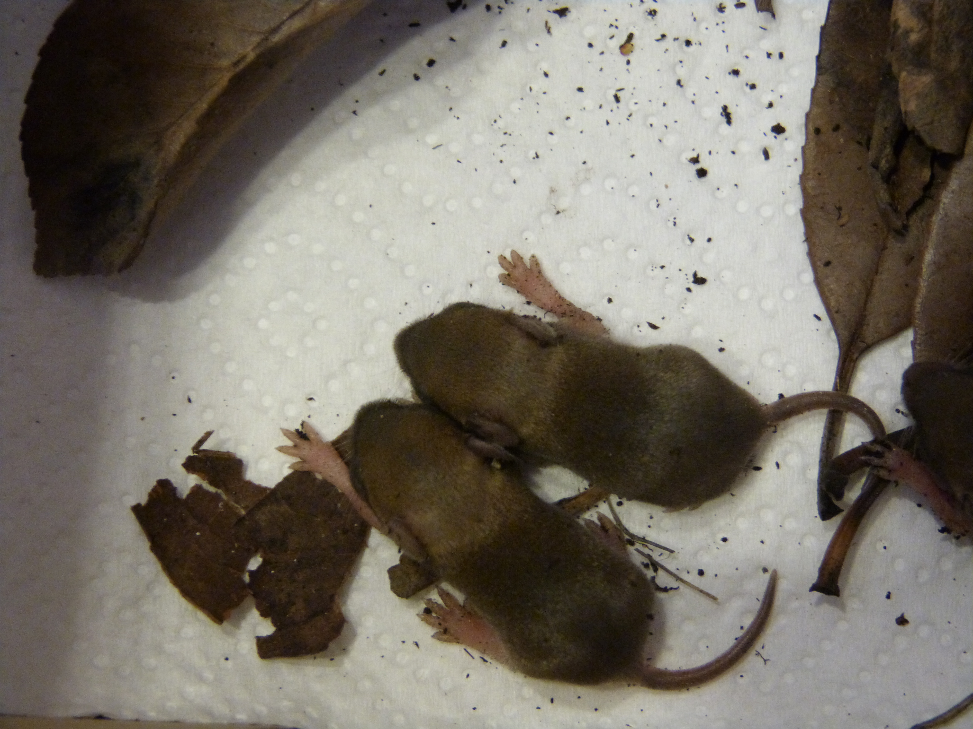 Help Trouve Bebe Souris Nouveaux Animaux De Compagnie Rats Reptiles Furets Forum Animaux Doctissimo Help Trouve Bebe Souris Nouveaux Animaux De Compagnie Rats Reptiles Furets Forum Animaux Doctissimo