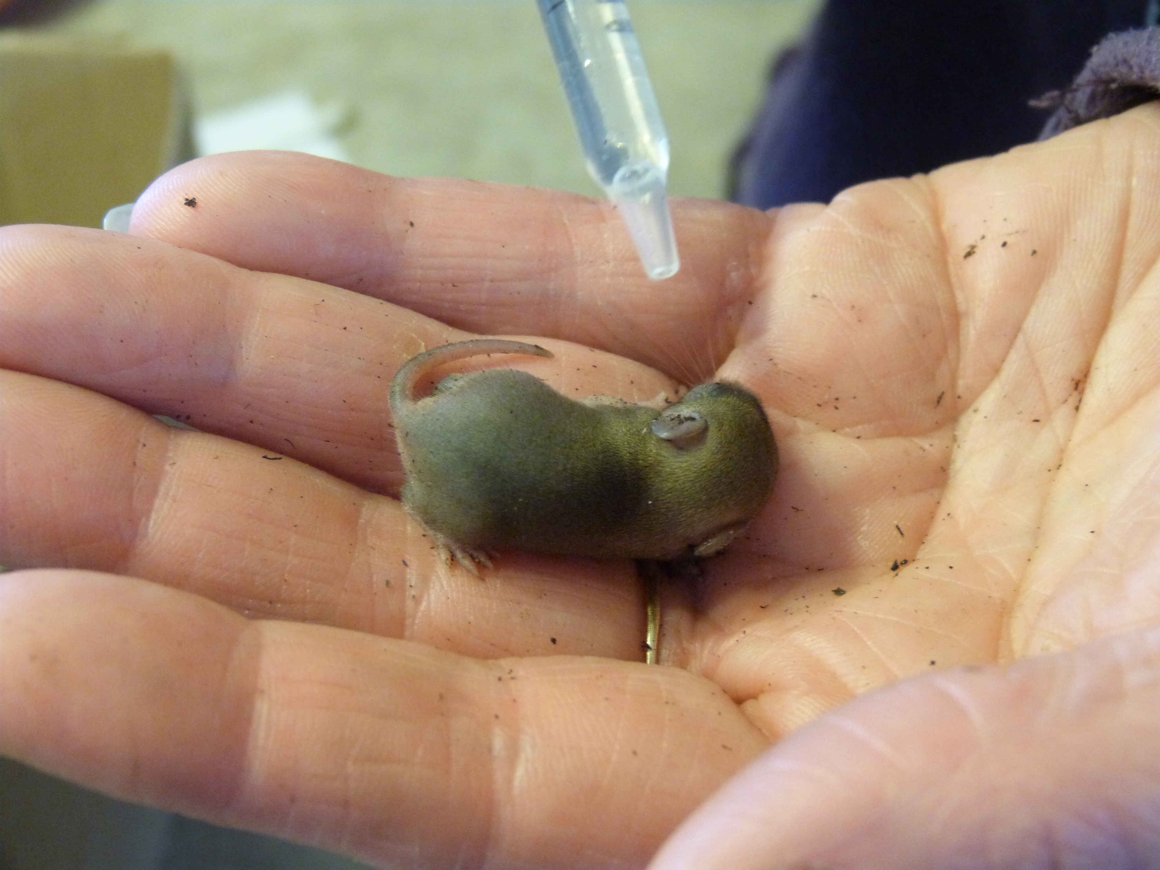 Help Trouve Bebe Souris Nouveaux Animaux De Compagnie Rats Reptiles Furets Forum Animaux Doctissimo Help Trouve Bebe Souris Nouveaux Animaux De Compagnie Rats Reptiles Furets Forum Animaux Doctissimo