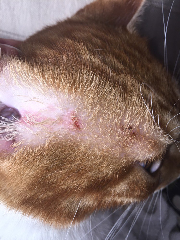 Blessure Tempe Chat Chats Forum Animaux Doctissimo Blessure Tempe Chat Chats Forum Animaux Doctissimo