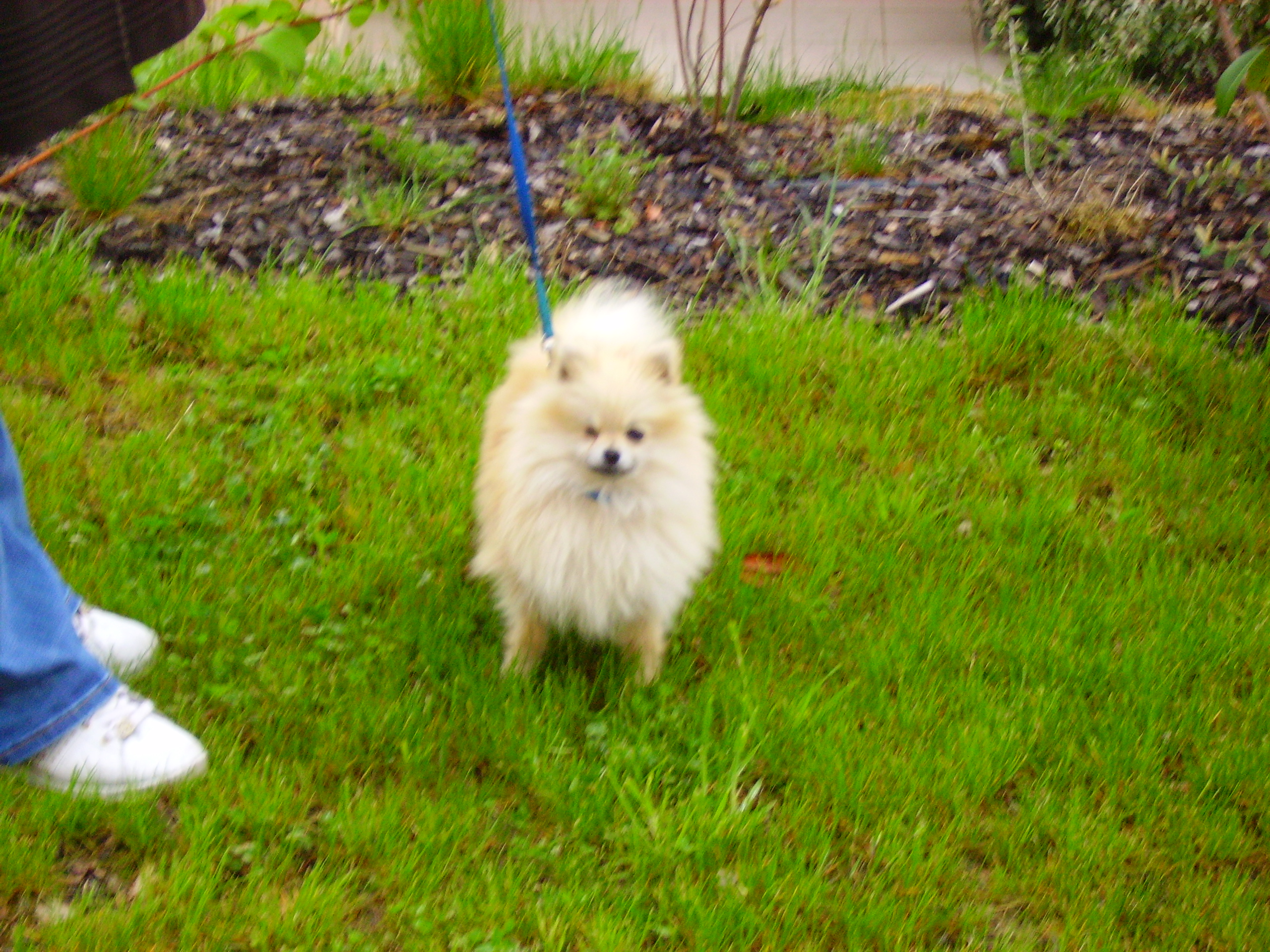 Le Spitz Nain Chiens Forum Animaux Doctissimo