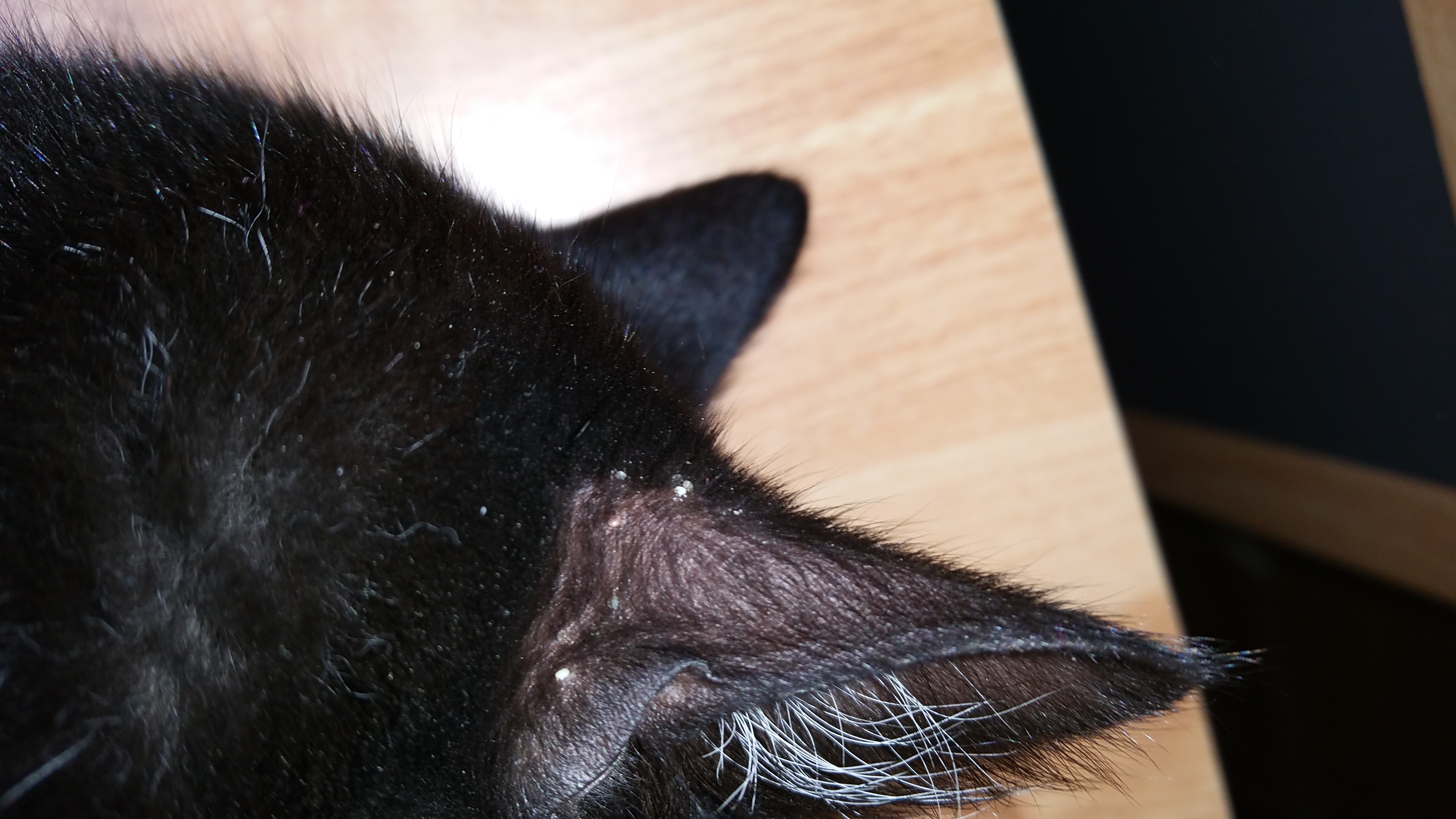 Boutons Blancs Sur Oreille De Mon Chat Chats Forum Animaux Doctissimo Boutons Blancs Sur Oreille De Mon Chat Chats Forum Animaux Doctissimo