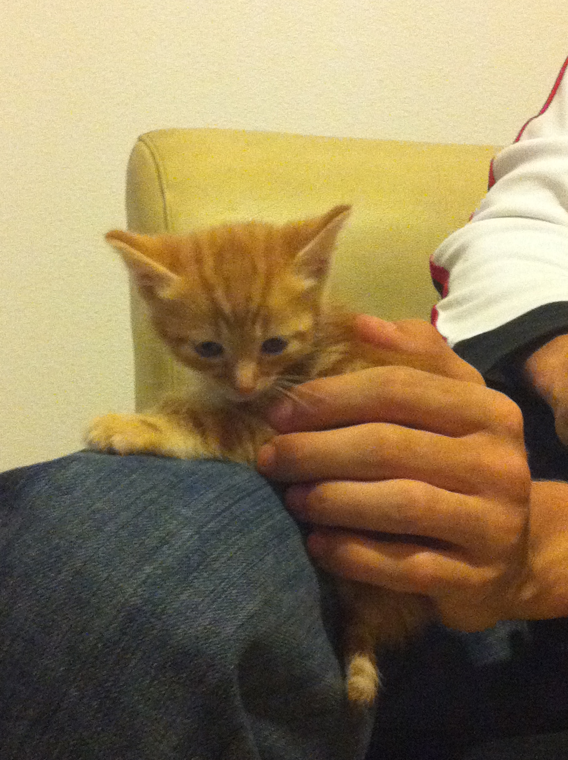 Chaton Avec Des Difficultes A Faire Caca Chats Forum Animaux Doctissimo Chaton Avec Des Difficultes A Faire Caca Chats Forum Animaux Doctissimo