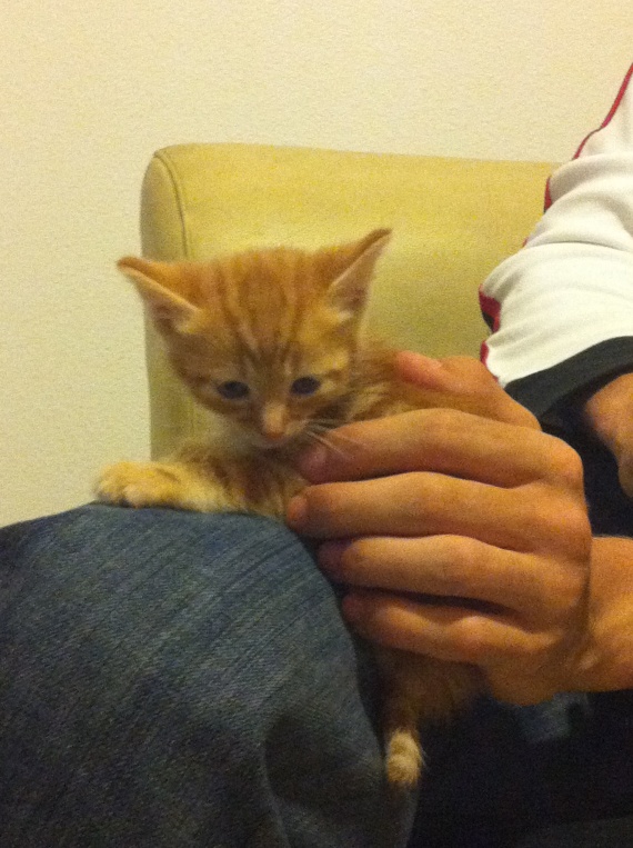 Chaton Miaule Quand Il Fait Caca Chaton avec des difficultés à faire caca. - Chats - FORUM Animaux