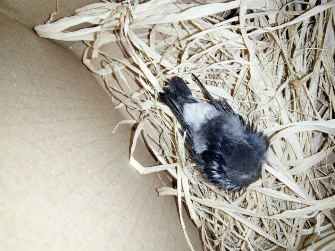 Comment S Occuper D Un Moineau Oiseaux Forum Animaux Doctissimo Comment S Occuper D Un Moineau Oiseaux Forum Animaux Doctissimo