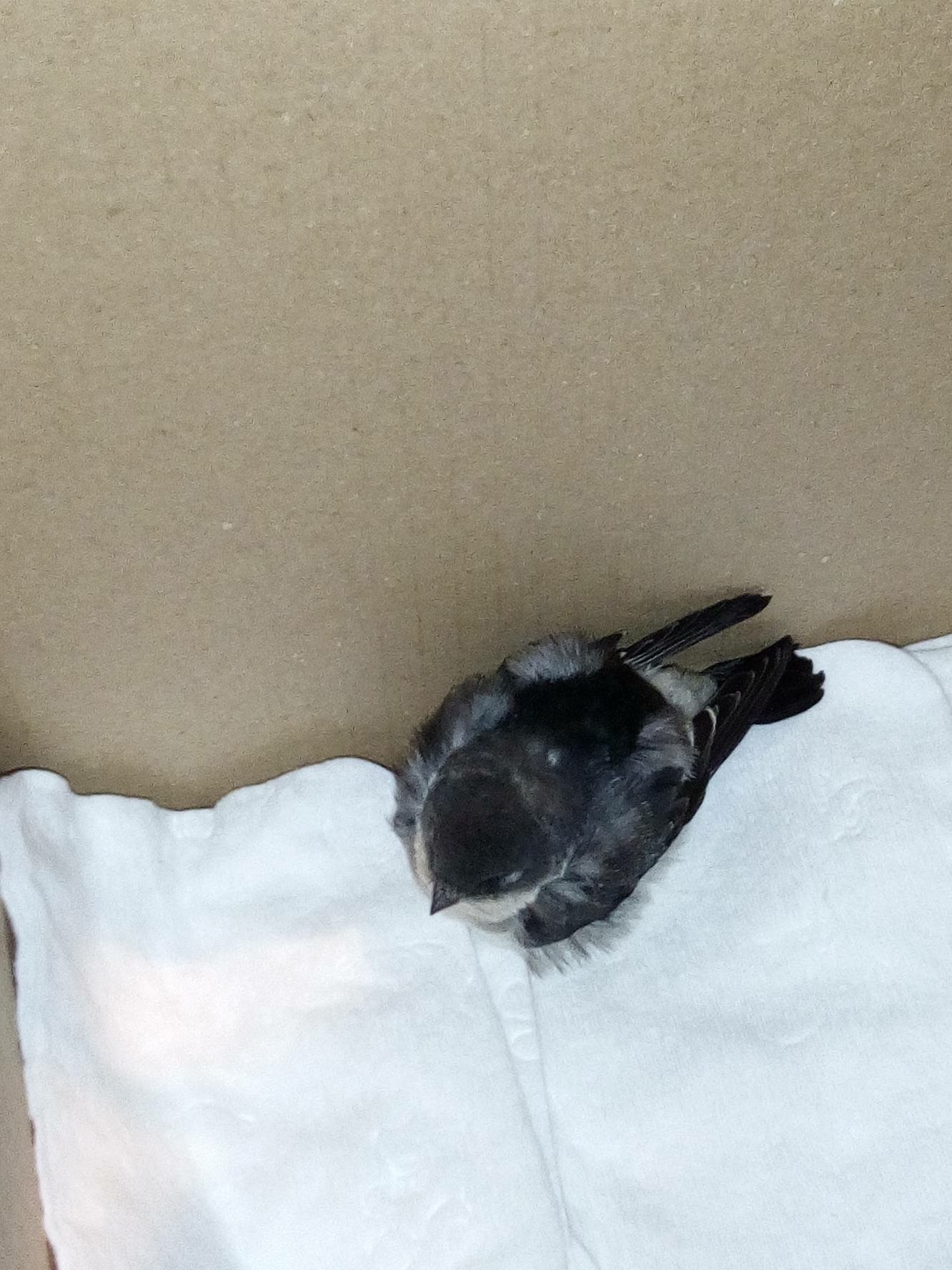 Comment S Occuper D Un Moineau Oiseaux Forum Animaux Doctissimo Comment S Occuper D Un Moineau Oiseaux Forum Animaux Doctissimo