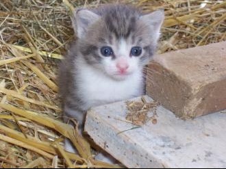 A Donner Dans Le 76 Adorables Chatons Photos