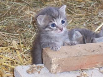 a donner dans le 76 adorables chatons photos annonces forum vie pratique doctissimo