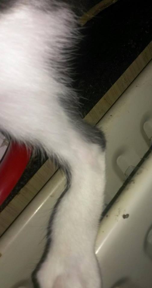 Problèmes avec les pattes arrières de mon chat