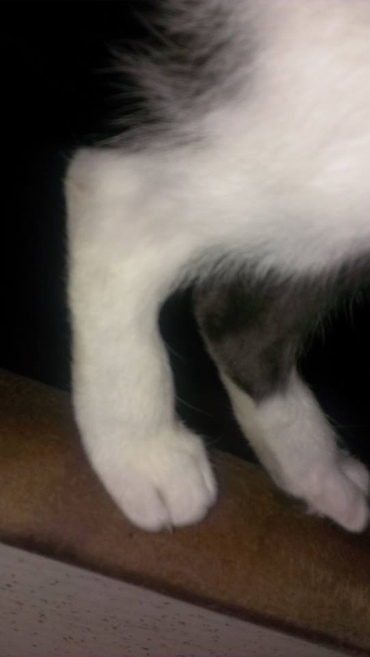 Problemes Avec Les Pattes Arrieres De Mon Chat Problemes Avec Les Pattes Arrieres De Mon Chat