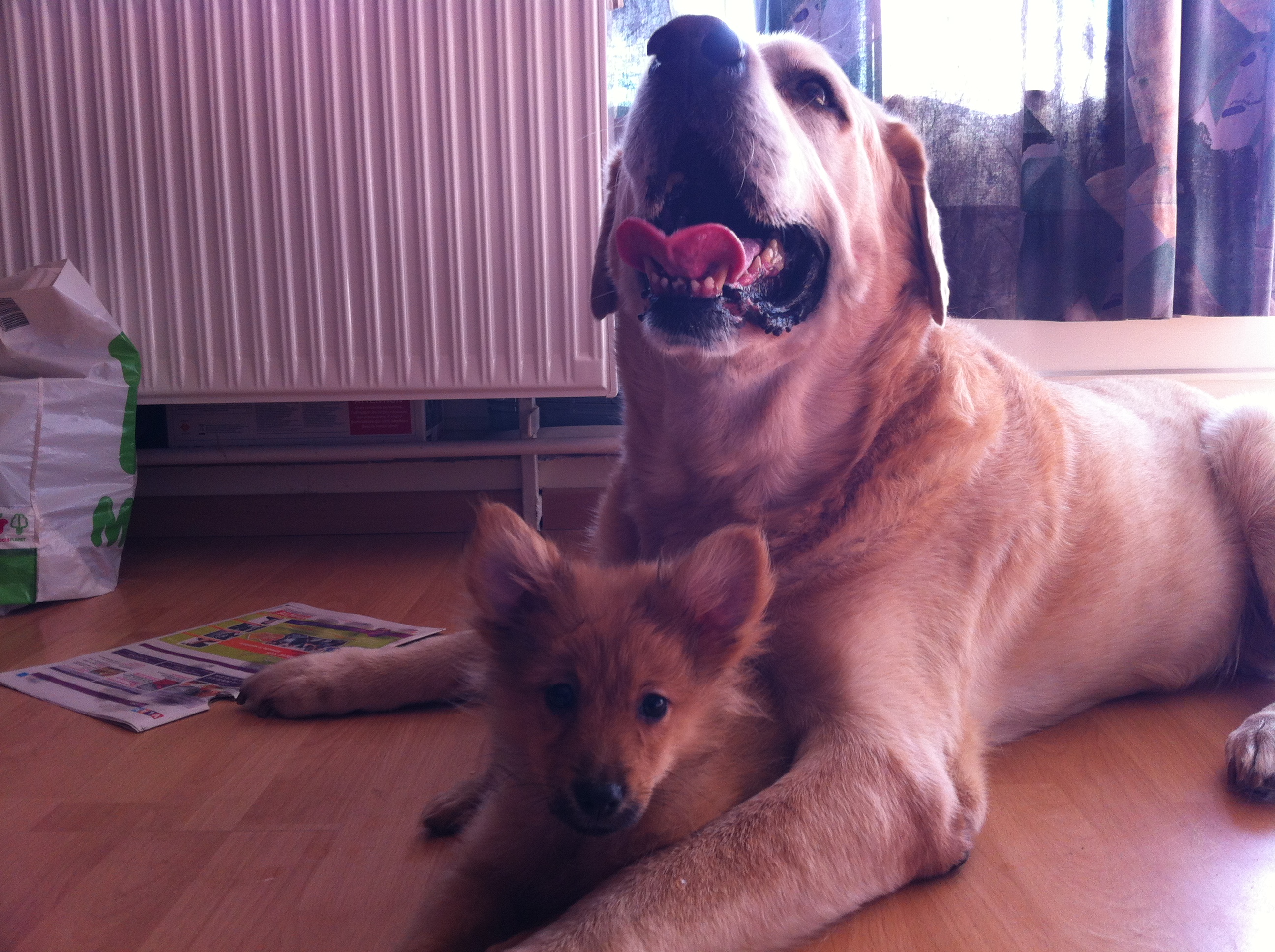 Mon Chien Se Racle La Gorge Chiens Forum Animaux