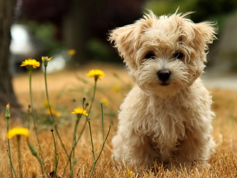 Quelle Est La Race De Ce Chien Chiens Forum Animaux