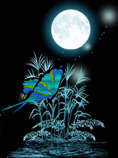 nuit-papillon