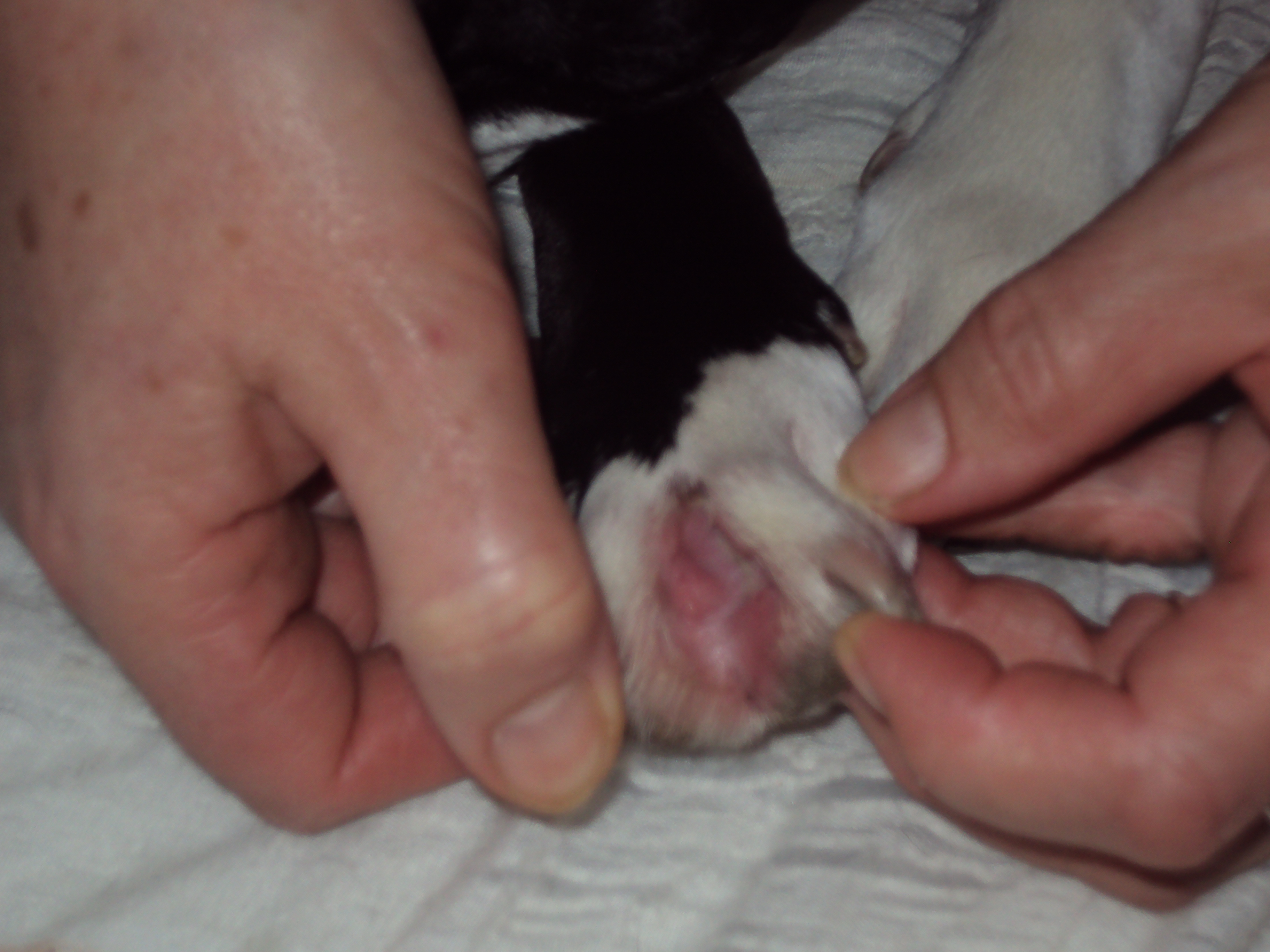 Probleme De Peau Entre Les Doigts Des Pattes Chiens Forum Animaux Doctissimo Probleme De Peau Entre Les Doigts Des Pattes Chiens Forum Animaux Doctissimo